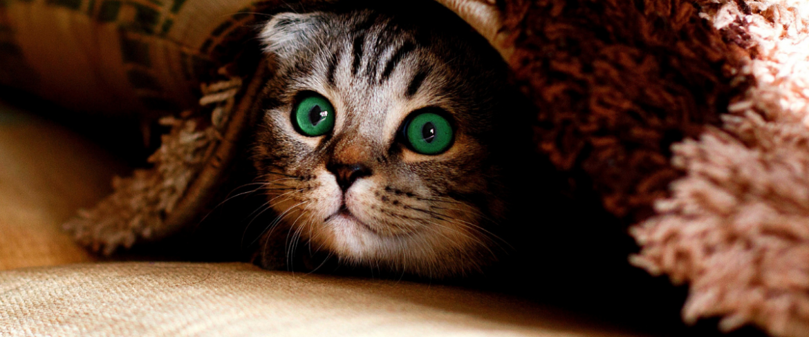 Poranny trop: Wszystkiego Miaulepszego!