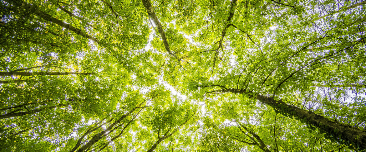 Poranny trop: Dzień dobry w czwartek!
