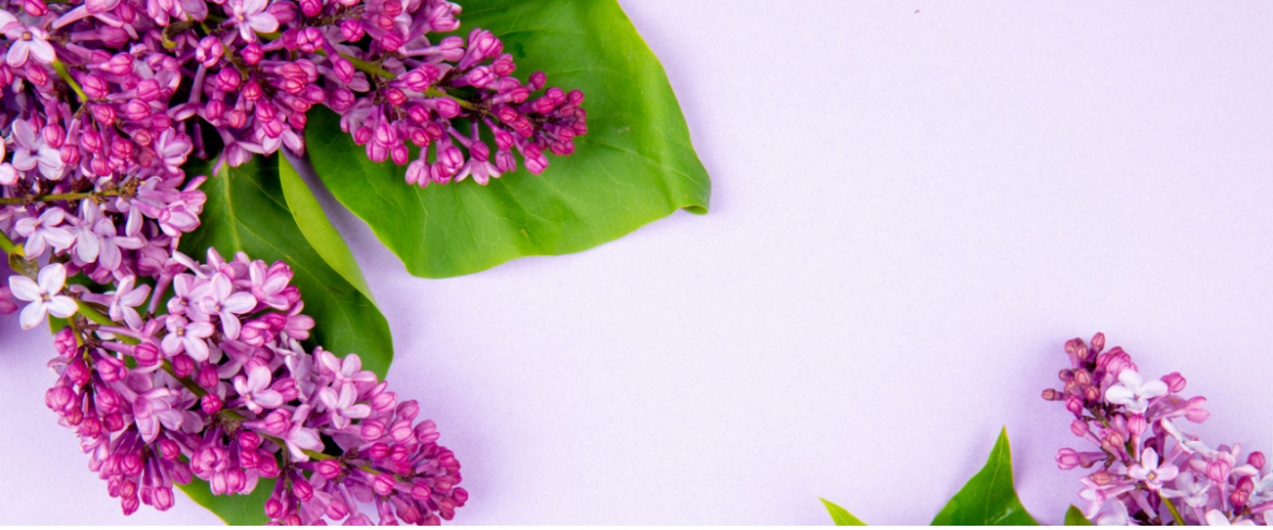 Jak zrobić placki z kwiatów czarnego bzu?