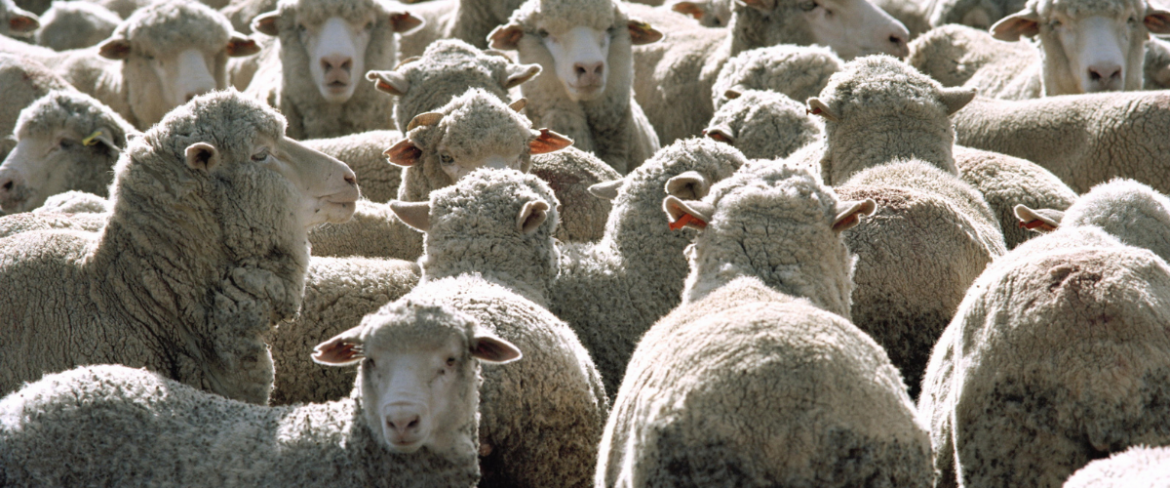 Poranny Trop: Wegańskie kosmetyki – moda czy realna potrzeba?