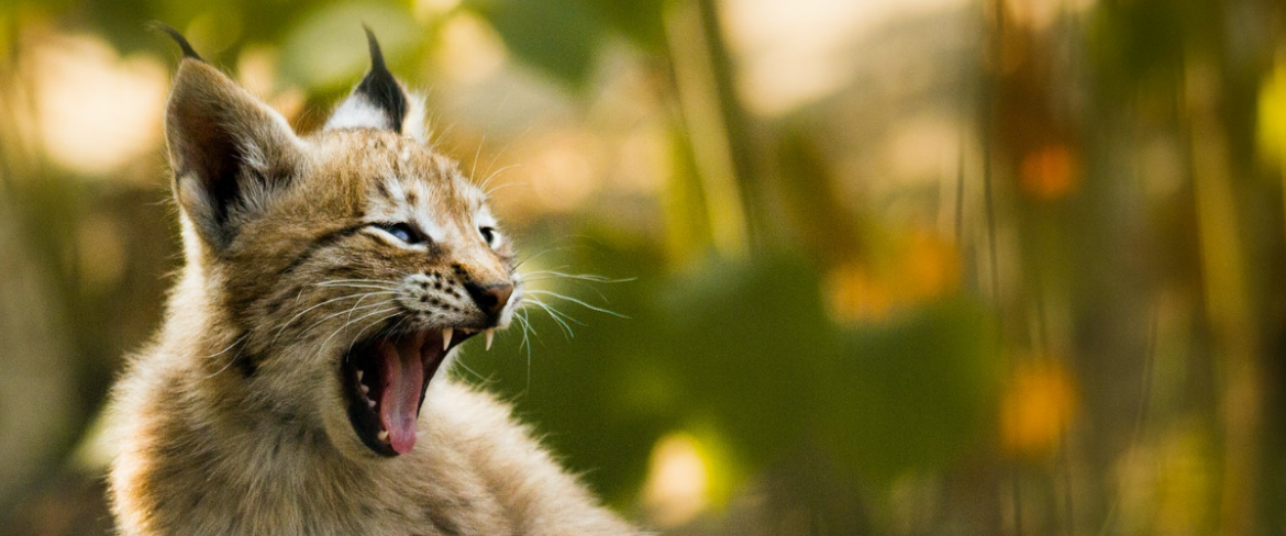 Poranny Trop: Same dobre wieści!