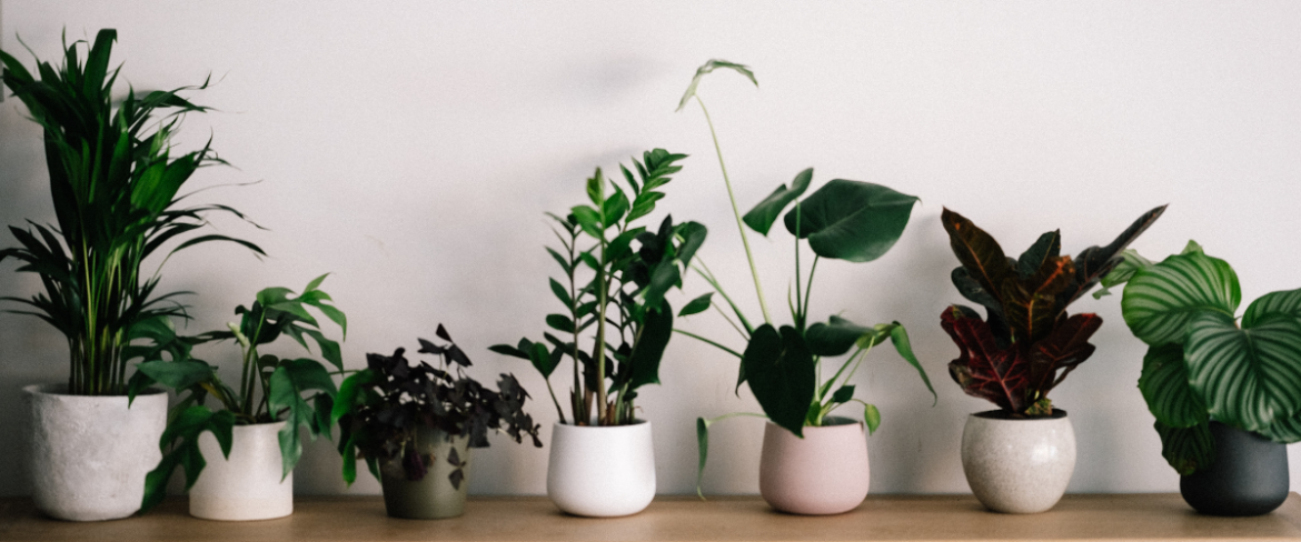 domowe rośliny