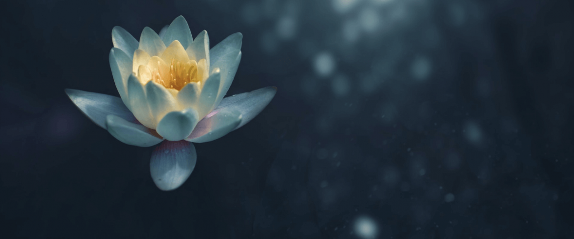 nenufar na spokojnej wodzie