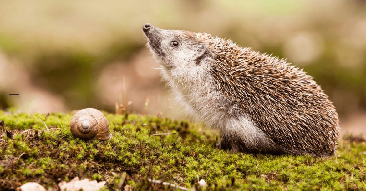 Jeże na skraju wyginięcia. Jakie są przyczyny i co możemy zrobić?