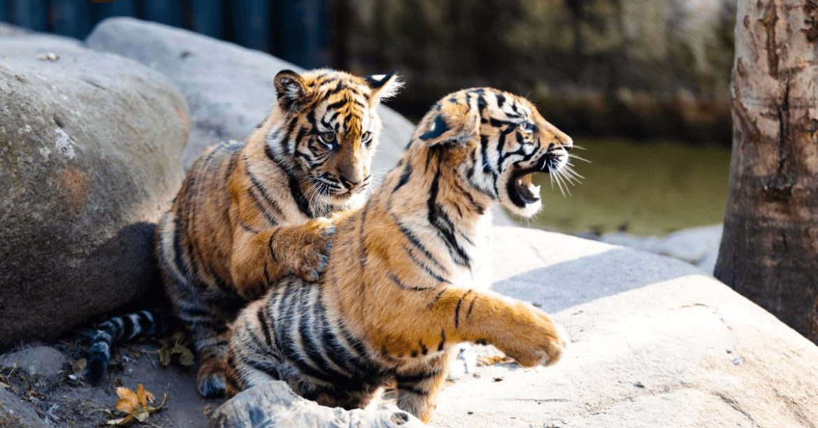 małe tygrysy sumatrzańskie