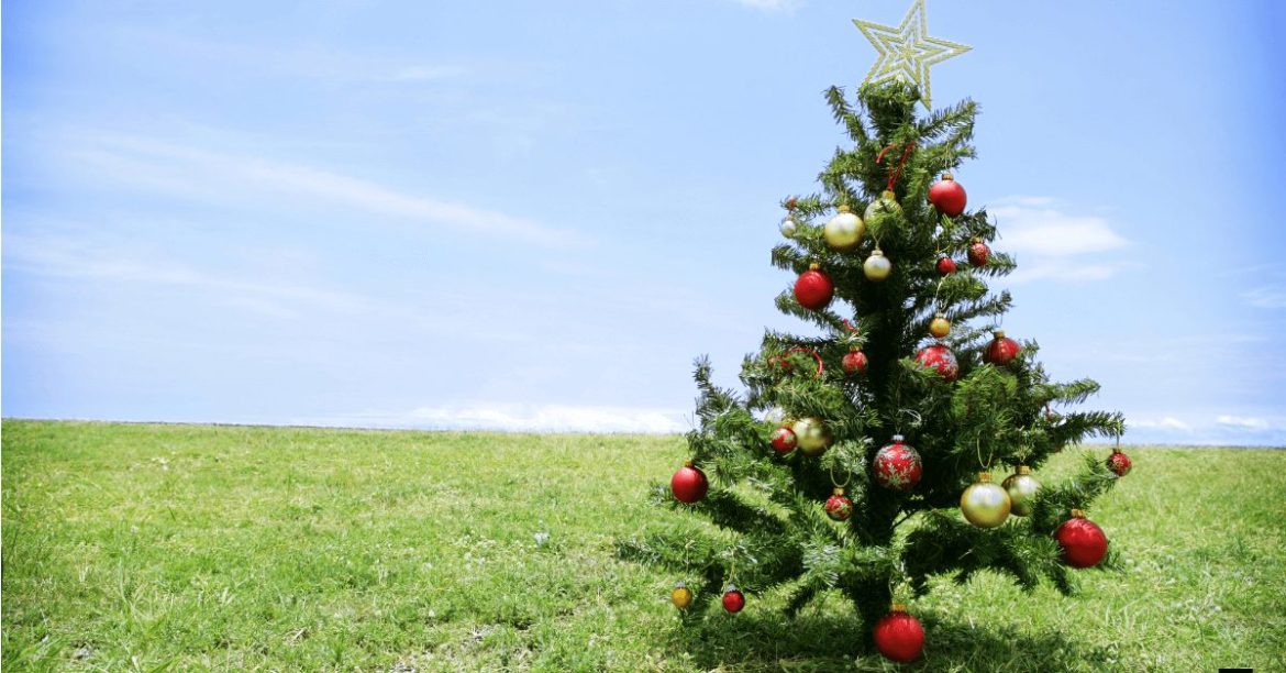 choinka świąteczna na zielonej łące