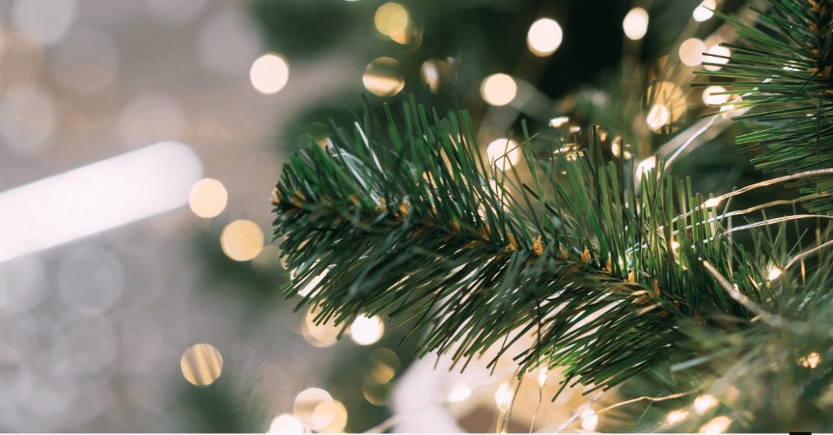 gałęzie choinki z bliska