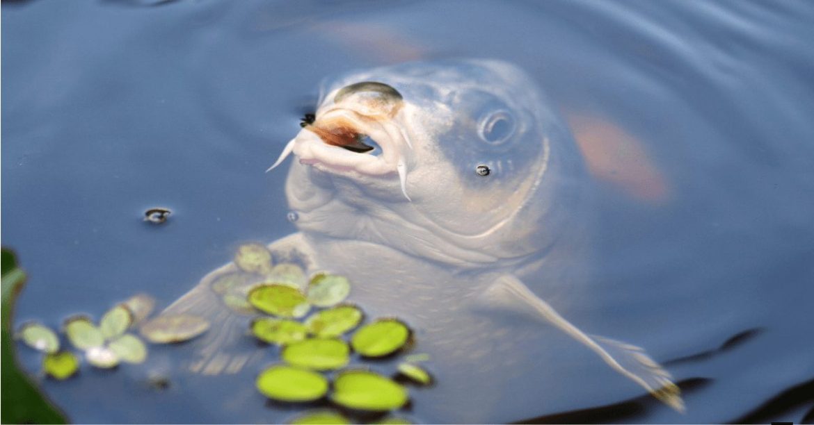 karp wystający z wody