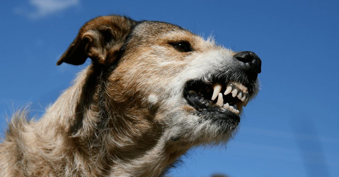 wściekły pies