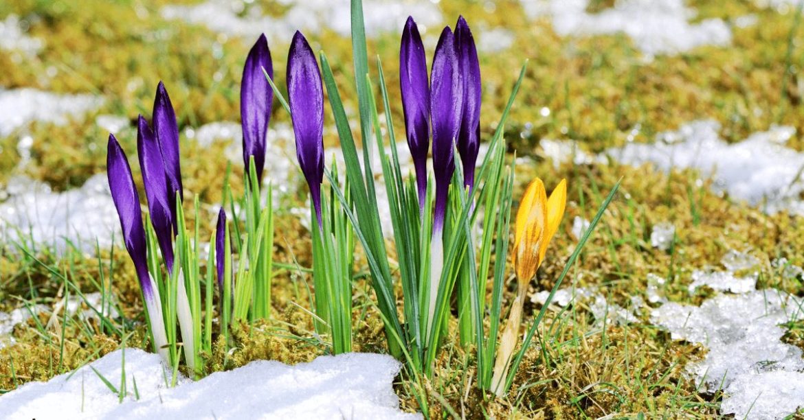 krokusy na ośnieżonej łące