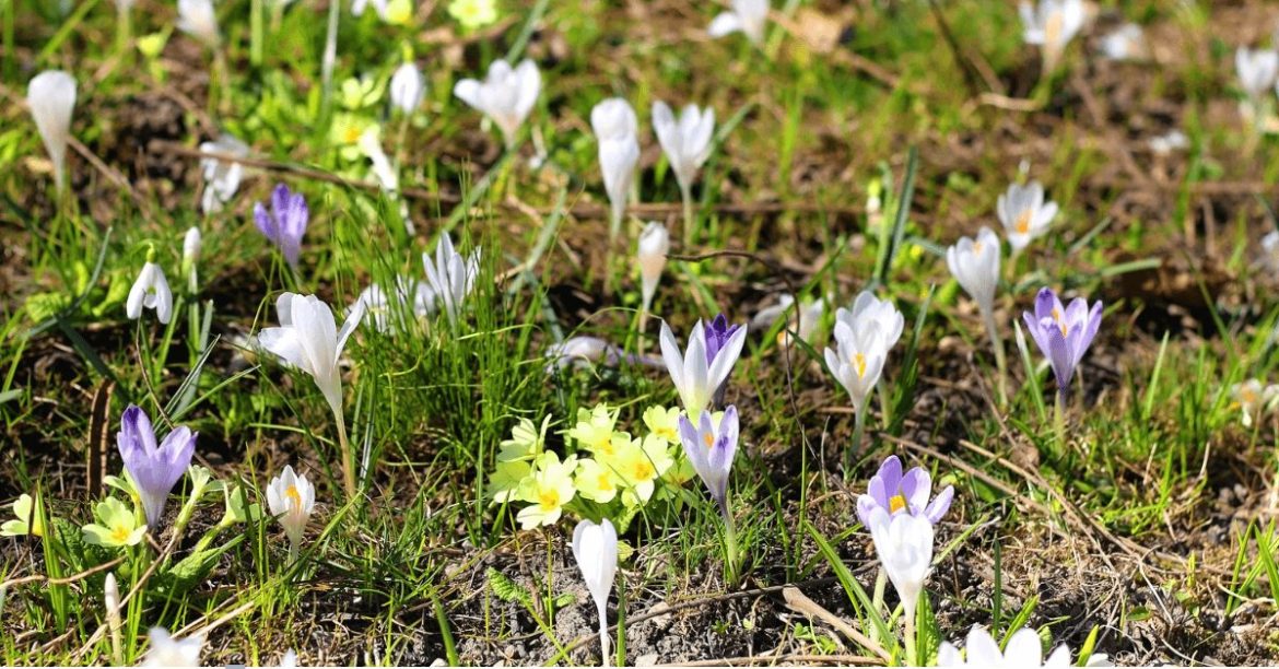 łąka pełna krokusów