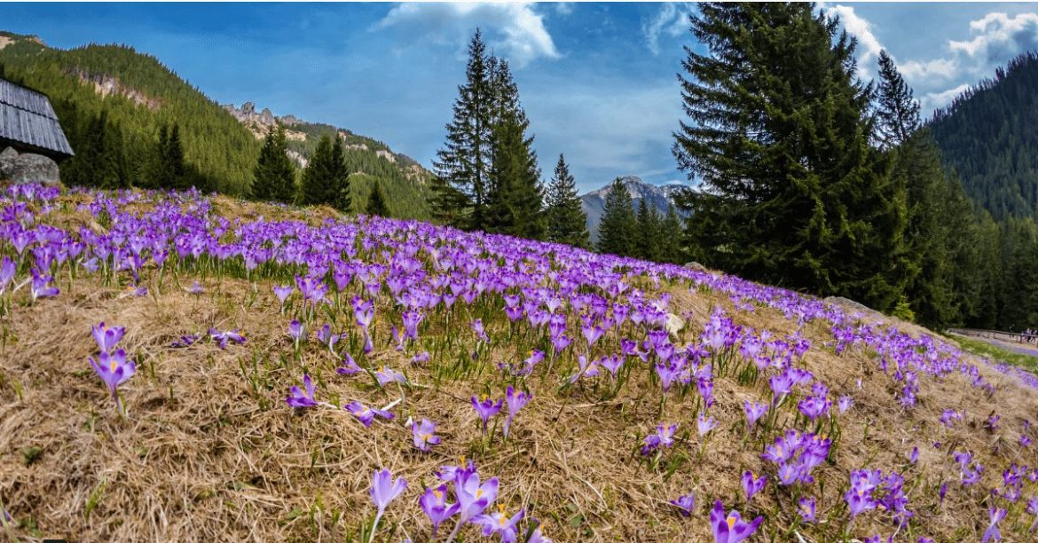 polana pełna krokusów w Tatrach