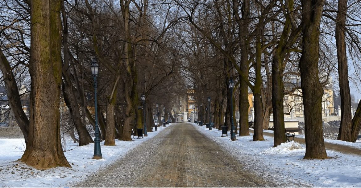 śnieg w alejce parkowej