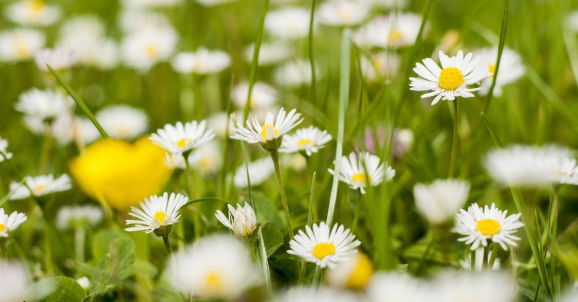 kwiatki na łące
