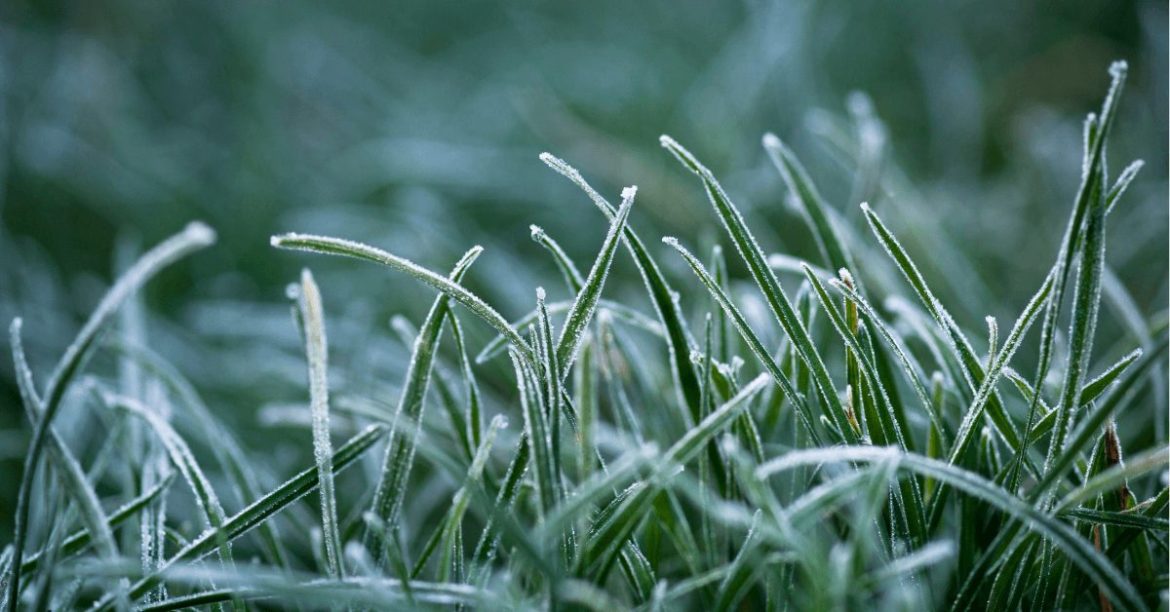 oszroniona trawa