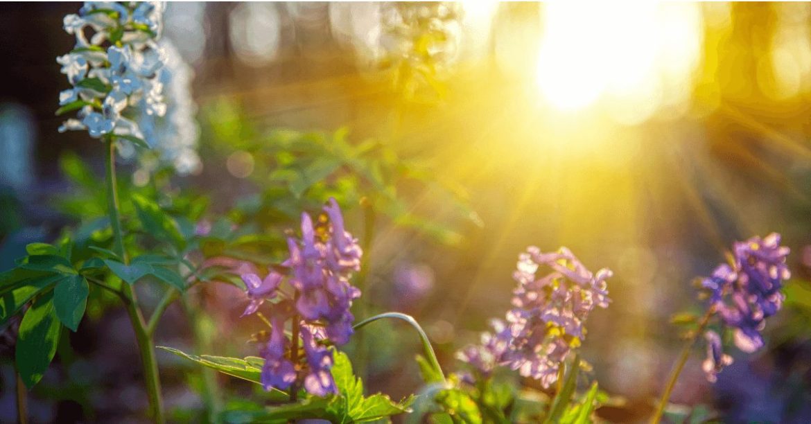 wiosenne kwiaty na tle słońca