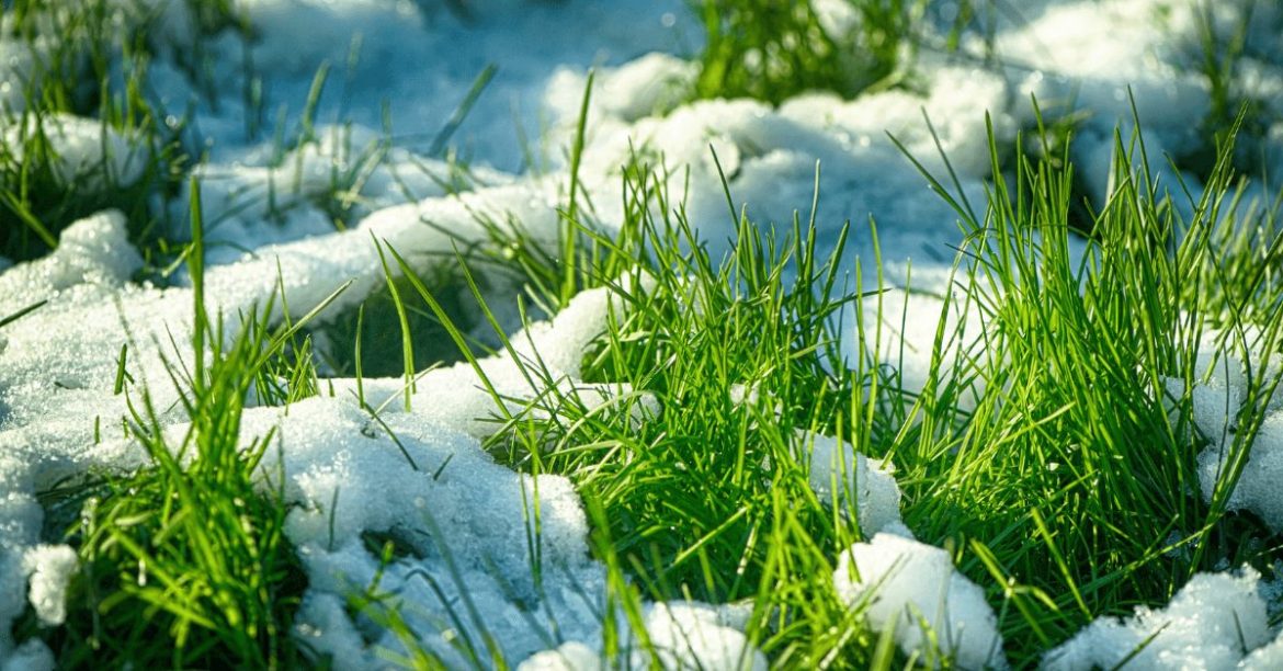 trawa w śniegu